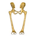 Femur bones and joints